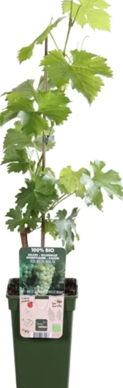 Weiße Weintraube (Vitis vinifera 'Müller-Thurgau') D 19 H 50 cm
