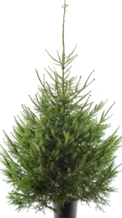 Weihnachtsbaum Fichte im Topf 150 - 175 cm
