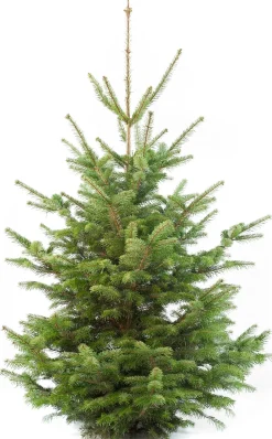 Weihnachtsbaum Nordmanntanne gesägt 160 - 200 cm