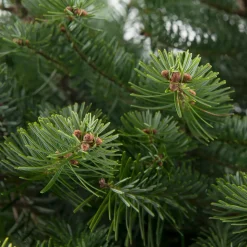 Weihnachtsbaum Nordmanntanne gesägt 160 - 200 cm