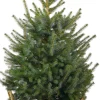 Weihnachtsbaum Serbische Fichte im Korb D 29 H 80-100 cm
