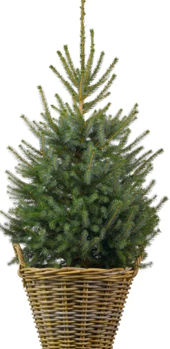Weihnachtsbaum Serbische Fichte im Korb D 29 H 80-100 cm