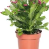 Weihnachtskaktus (Schlumbergera) rot D 13 H 35 cm
