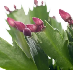 Weihnachtskaktus (Schlumbergera) rot D 13 H 35 cm