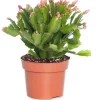 Weihnachtskaktus (Schlumbergera) rosa D 13 H 35 cm