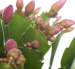 Weihnachtskaktus (Schlumbergera) rosa D 13 H 35 cm
