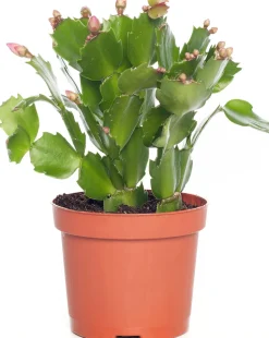 Weihnachtskatus (Schlumbergera) lila D 9 H 25 cm