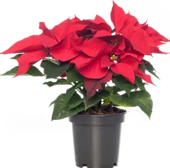 Weihnachtsstern (Euphorbia pulcherrima 'Jester Red') D 10,5 H 25 cm