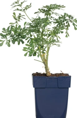 Weinraute (Ruta graveolens)