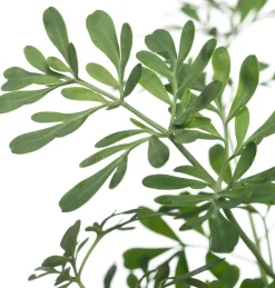 Weinraute (Ruta graveolens)