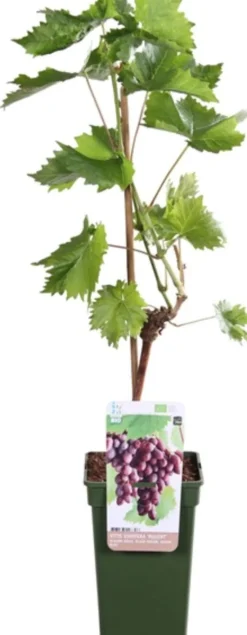 Weintraube blau (Vitis vinifera 'Regent') D 19 H 55 cm