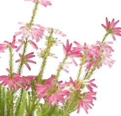 Winterheide (Erica verticulata) D 12 H 25 cm