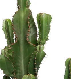 Wolfsmilch (Euphorbia erytrea) D 27 H 135 cm