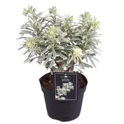 Wolfsmilch (Euphorbia 'Silverswan') D 15 H 30 cm
