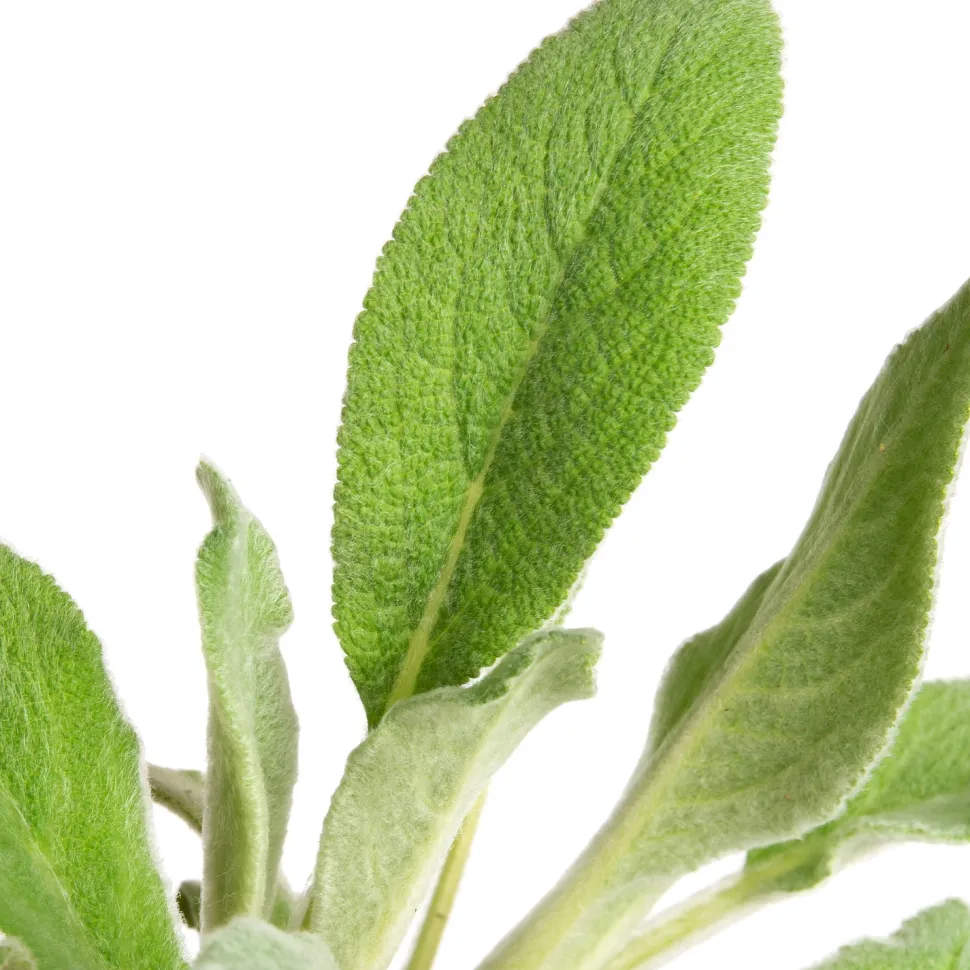 Woll-Ziest (Stachys byzantina 'Silver Carpet') D 9 H 15 cm