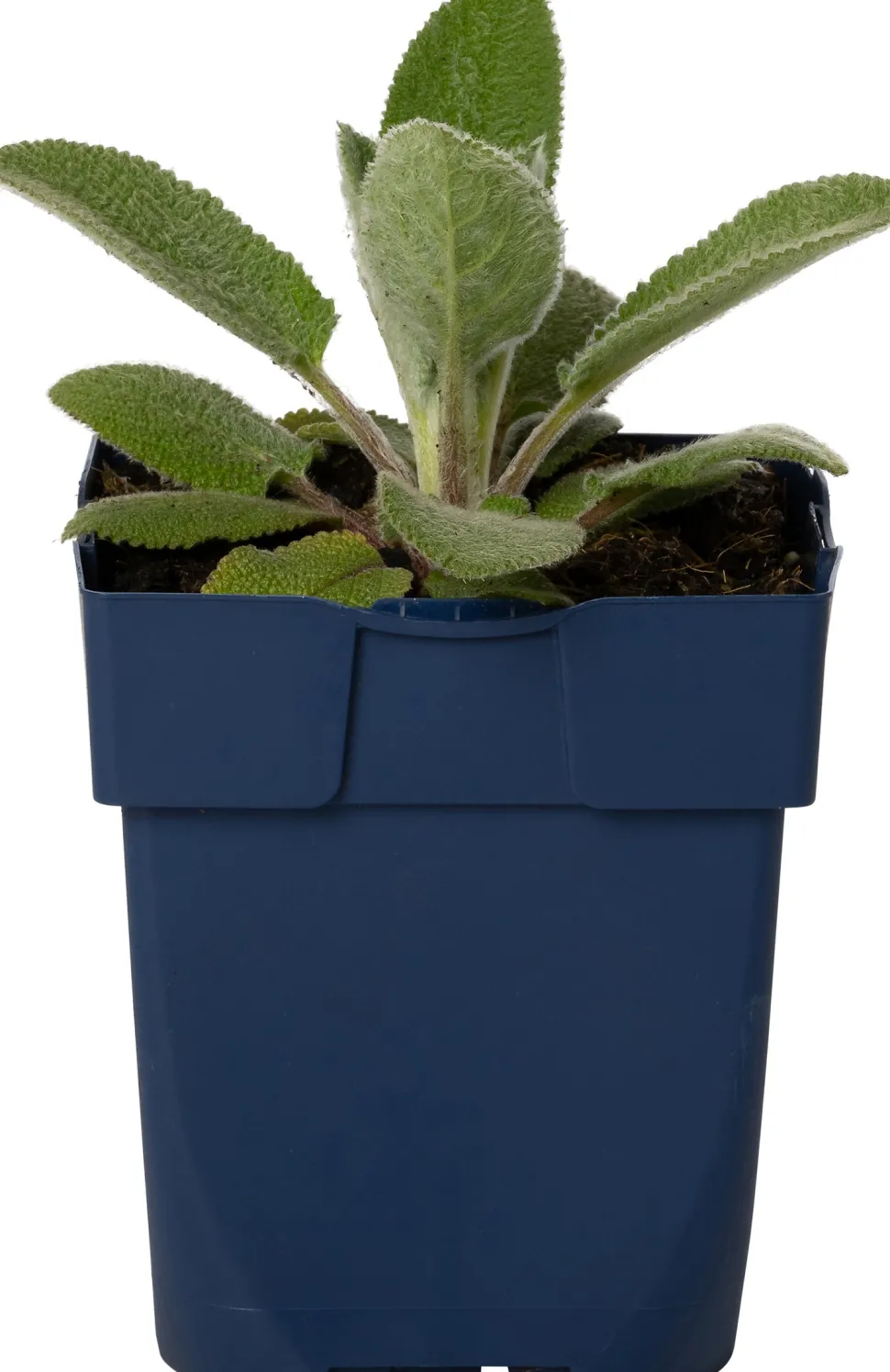 Woll-Ziest (Stachys byzantina 'Silver Carpet') D 11 H 30 cm