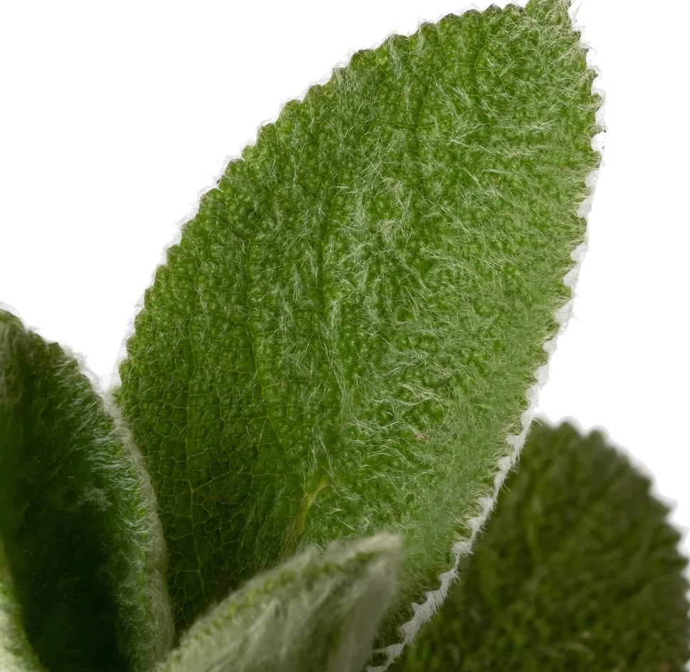 Woll-Ziest (Stachys byzantina 'Silver Carpet') D 11 H 30 cm