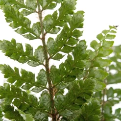 Wurmfarn (Dryopteris affinis) D 17 H 35 cm