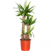 Yucca Palme (Yucca elephantipes) D 24 cm H 110 cm