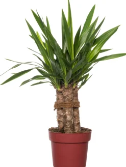 Yucca-Palme (Yucca 'Maya Tree') D 19 cm H 60 cm