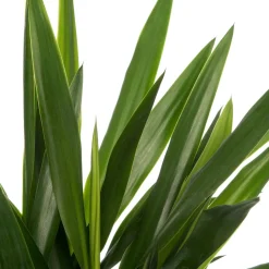 Yucca-Palme (Yucca 'Maya Tree') D 19 cm H 60 cm