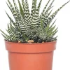 Zebra-Haworthie (Haworthia fasciata 'Big Band') D 10,5 cm H 17 cm
