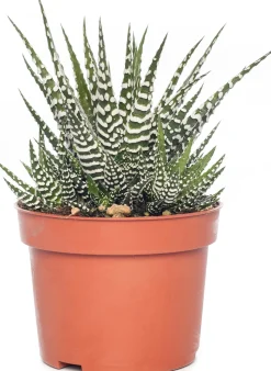 Zebra-Haworthie (Haworthia fasciata 'Big Band') D 10,5 cm H 17 cm