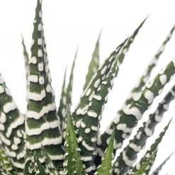 Zebra-Haworthie (Haworthia fasciata 'Big Band') D 10,5 cm H 17 cm