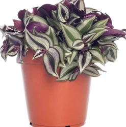 Zebrakraut (Tradescantia zebrina) D 12 H 20 cm