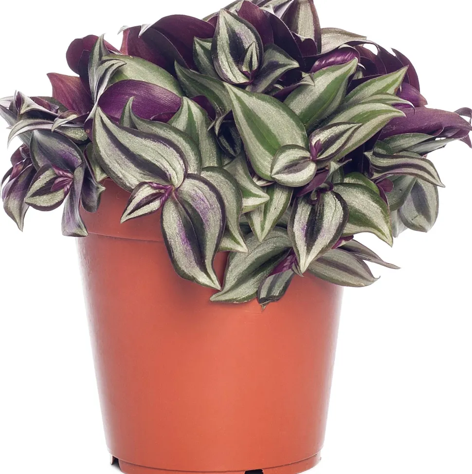 Zebrakraut (Tradescantia zebrina) D 12 H 20 cm