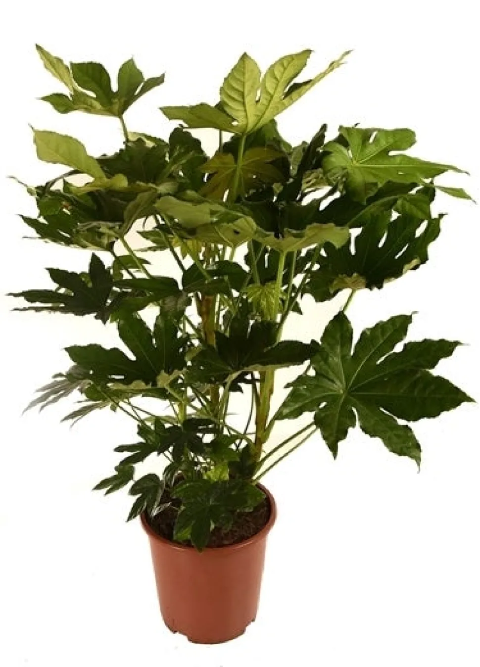 Zimmeraralie (Fatsia japonica) D 27 H 150 cm
