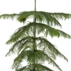 Zimmertanne (Araucaria heterophylla) D 21 H 80 cm
