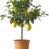 Zitronenbaum (Citrus 'Lemon') D 26 H 130 cm