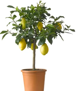 Zitronenbaum (Citrus sinensis 'Limone') D 20 H 60 cm