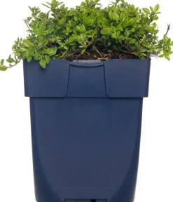 Zitronen-Thymian (Thymus Citriodorus 'Aureus') D 11 cm