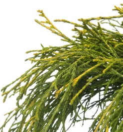 Zwerg-Fadenzypresse (Chamaecyparis pisifera 'Sungold') D 17 H 20 cm