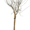 Zwergflieder (Syringa meyeri 'Palibin') D 23 H 60 cm