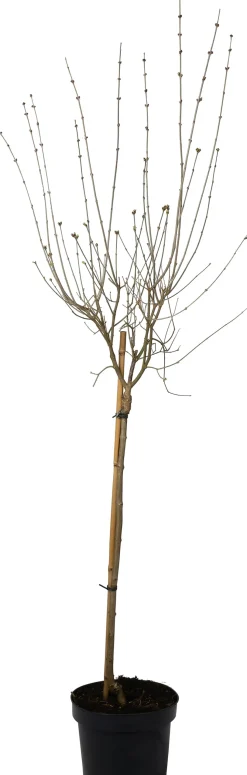 Zwergflieder (Syringa meyeri 'Palibin') D 23 H 60 cm