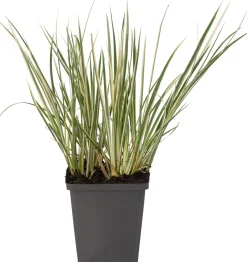 Zwergkalmus (Acorus gramineus 'Calamus')