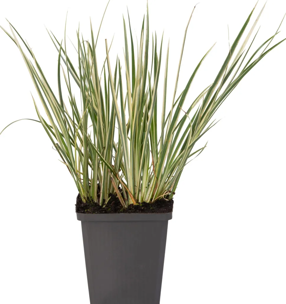 Zwergkalmus (Acorus gramineus 'Calamus')