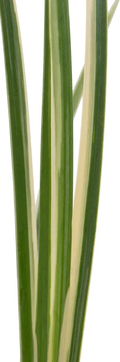 Zwergkalmus (Acorus gramineus 'Calamus')