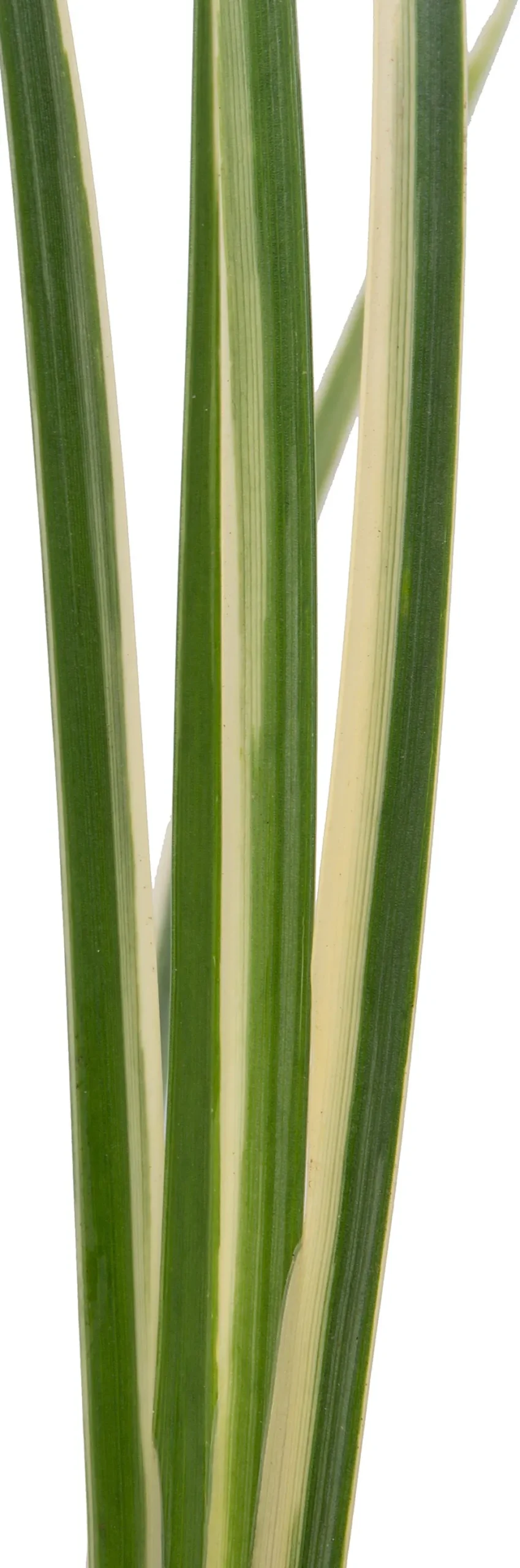 Zwergkalmus (Acorus gramineus 'Calamus')