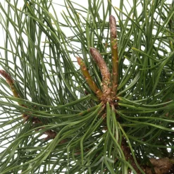 Zwergkiefer (Pinus mugo 'Pumilio') D 17 H 15 cm