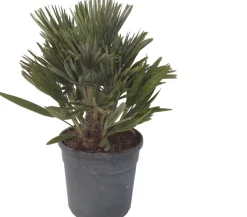 Zwergpalme (Chamaerops humilis 'Compacta') D 22 H 60 cm