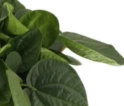 Zwergpfeffer (Peperomia albertiana 'Rana Verde') D 15 H 25 cm