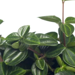 Zwergpfeffer (Peperomia angulata) D 12 H 15 cm