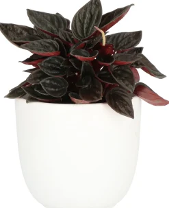 Zwergpfeffer (Peperomia caperata) D 11 H 25 cm