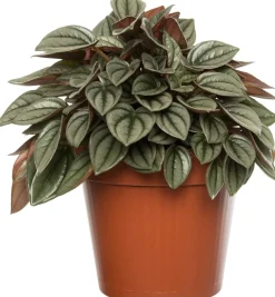 Zwergpfeffer (Peperomia 'Napoli Night') D 12 H 15 cm