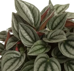 Zwergpfeffer (Peperomia 'Napoli Night') D 12 H 15 cm