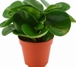 Zwergpfeffer (Peperomia obtusifolia 'Green Gold') D 12 cm H 20 cm